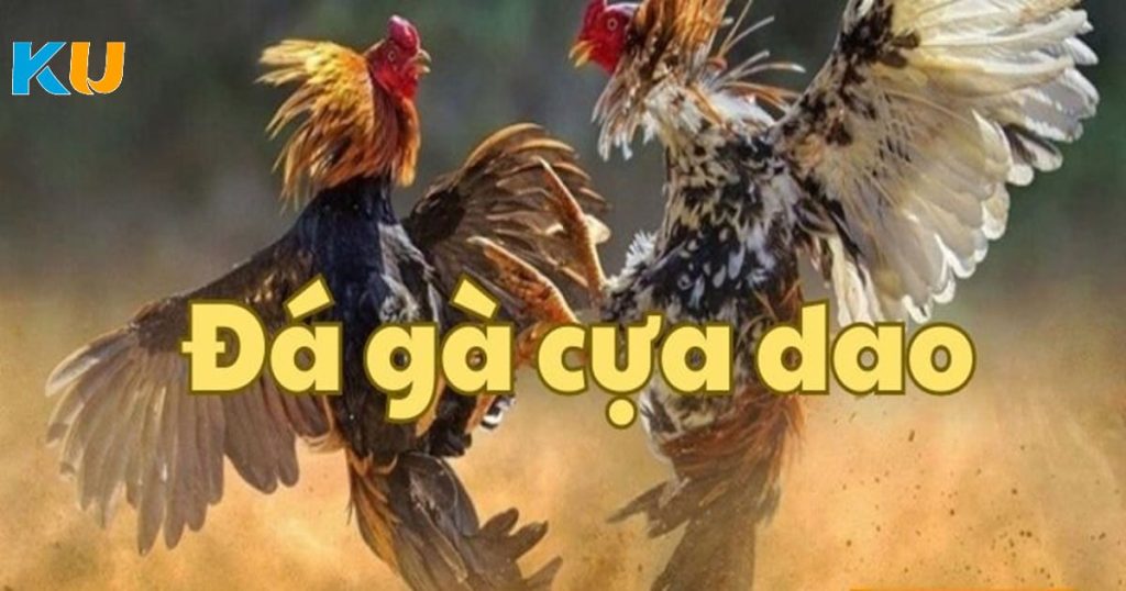 Đá gà cựa dao ảnh bìa