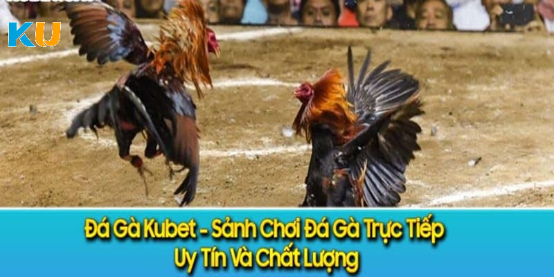 Giới thiệu đá gà cựa dao là gì?