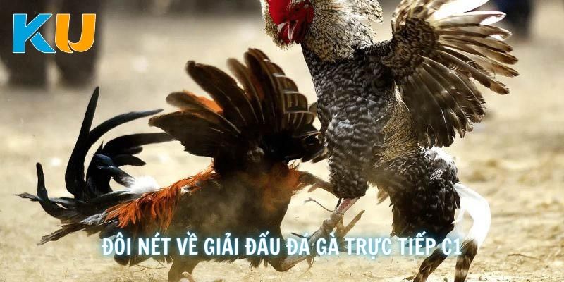 Chia sẻ đôi nét về giải đấu đá gà trực tiếp C1 là gì