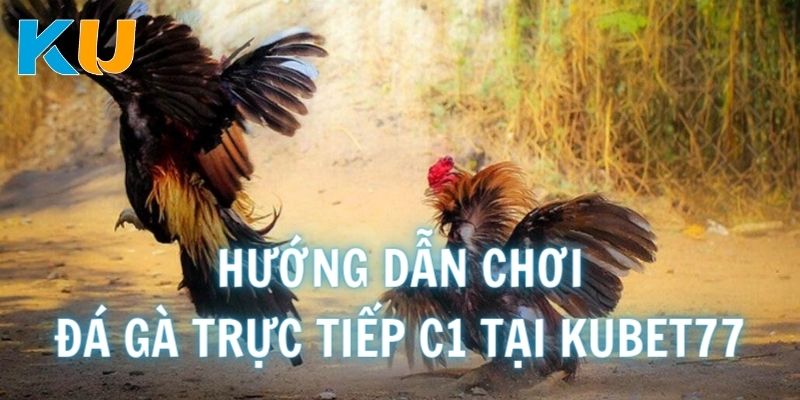 Hướng dẫn các bước chơi đá gà trực tiếp C1 tại Kubet77