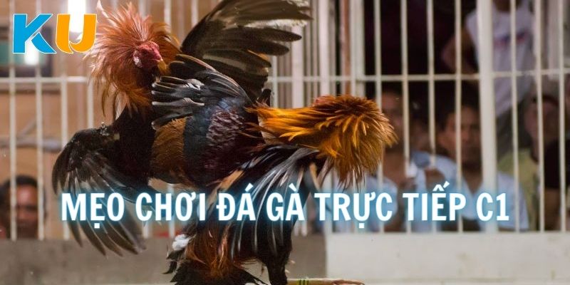 Mẹo chơi đá gà trực tiếp C1 Kubet77 luôn thắng