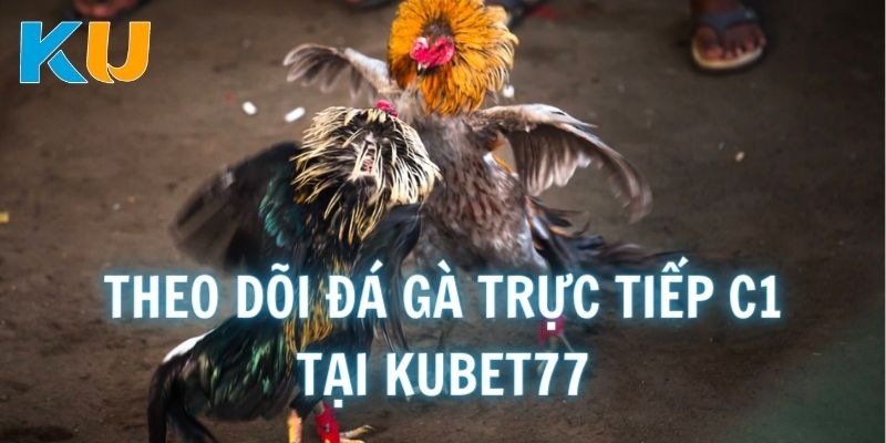 Theo dõi đá gà trực tiếp C1 mỗi ngày tại website Kubet77